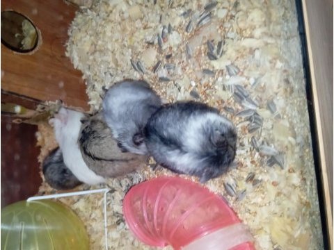 Yavru hamsterlar