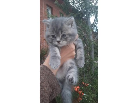 2 aylık inanılmaz sevimli oyuncu scottish fold / straight