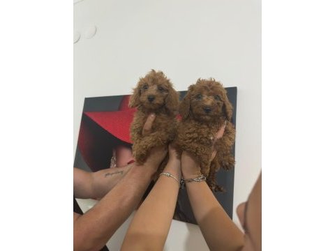 Toy poodle bebekler