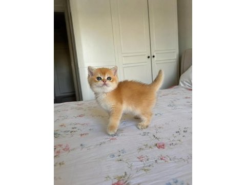 Ankranın en güzel ny12 golden british shorthair yavruları