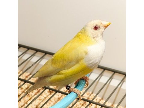 Dişi gouldian finch