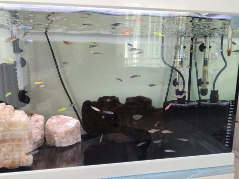 50 yakın balık var cikletle takas olur