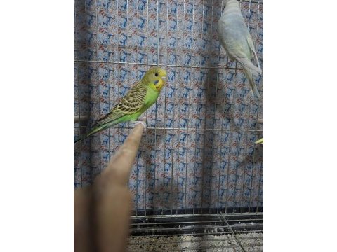 Çek jumbo şov jumbo albino muhabbet kuşu