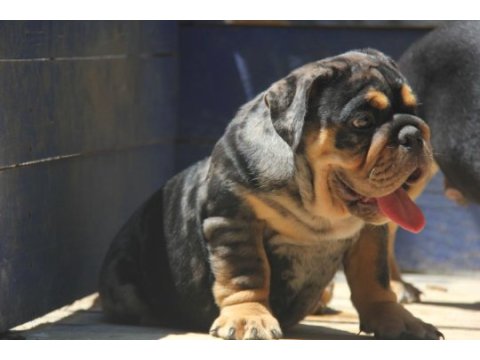 Renkli bulldog çocuklar