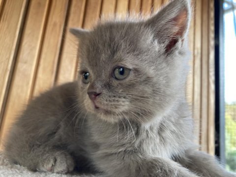 British shorthair 2 aylık yavrular