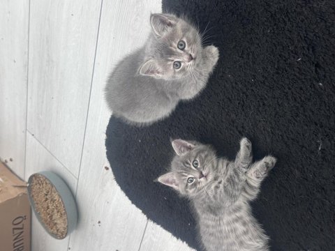 2 aylık british shorthair yavrular yeni yuvalarına hazır