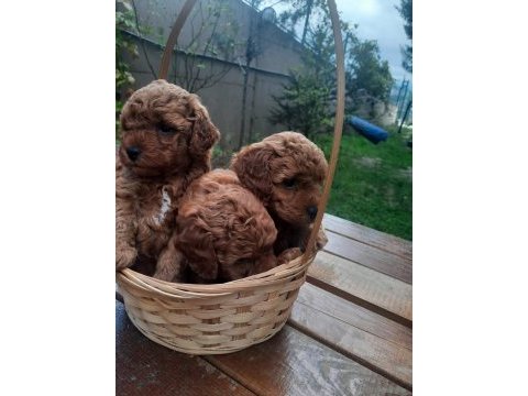 Anne altından poodle