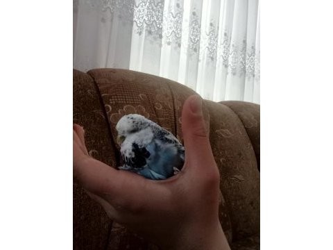 Jumbo çift muhabbet kuşu
