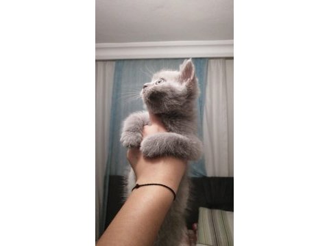 Lilak renginde british shorthair