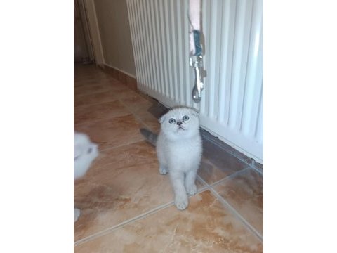 Blue point anne ve scottish fold baba
