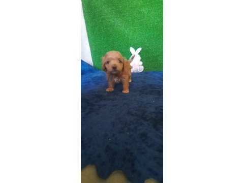 Muhteşem maltipoo minikler