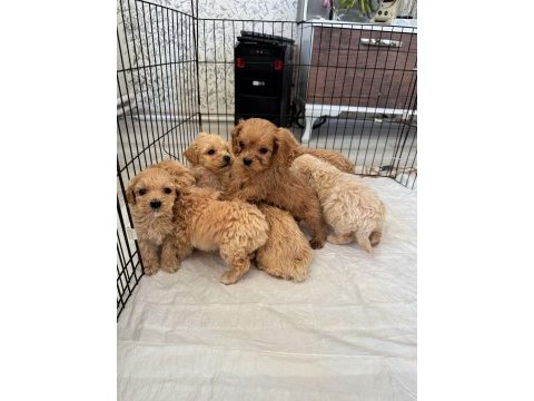 Irk ve sağlık garantili maltipoo yavrularımız