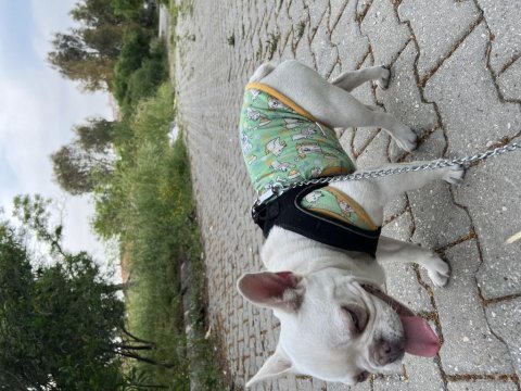 French bulldog 7-8 aylık aşılı erkek