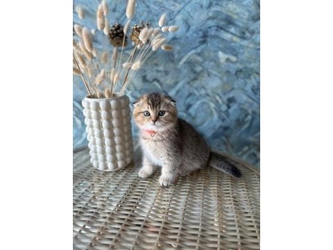 Scottish fold shorthair sıfır kulak erkek yavrular