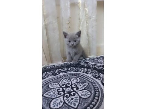 Çok sevecen scottish fold uyguna verilecek