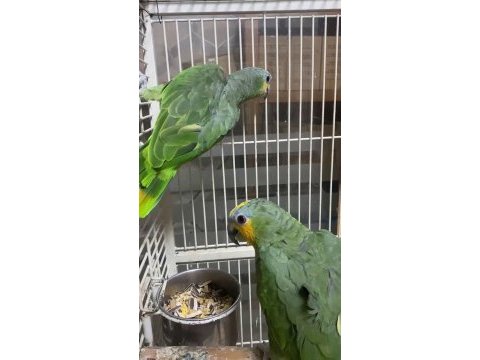 Amazon papaganı maskot