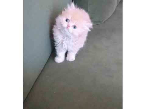British longhair dişi yavrumuz