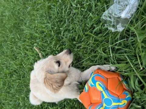 Golden retriever köpekler
