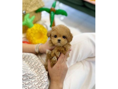 Evraklı ırk ve sağlık garantili mini maltipoo bebekler