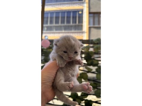 0-2 aylık scottish fold yavrular