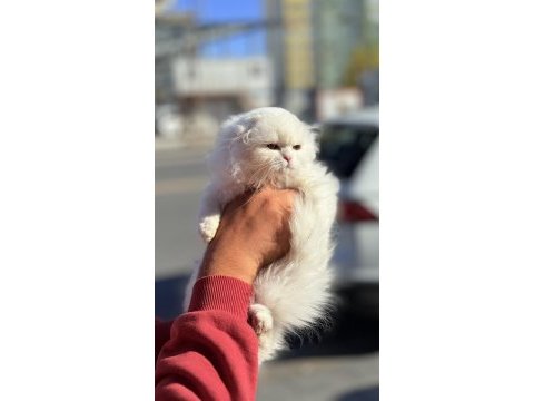 Daha iyisi olana kadar en iyisi 