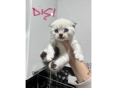 En tatlı scottish fold yavrular yuva arıyoruz