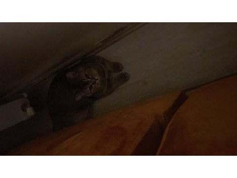 Yakışıklı golden british shorthair