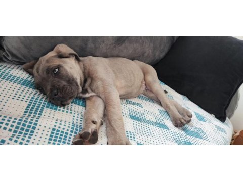 Sahiplendirme cane corso