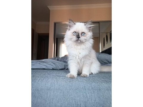 Erkek dişi chinchilla