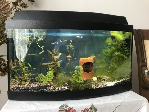 Tam set kurulu düzen akvaryum