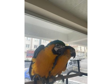 6 ile 10 aylık macaw papağanı