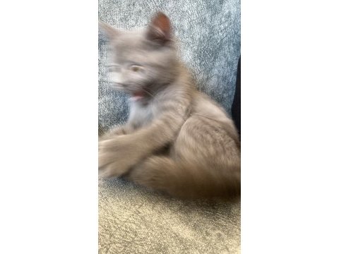 4.5 aylık british shorthair