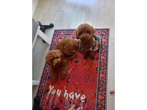 Brown toy poodle erkek - mini boy çiftleşmeye hazır