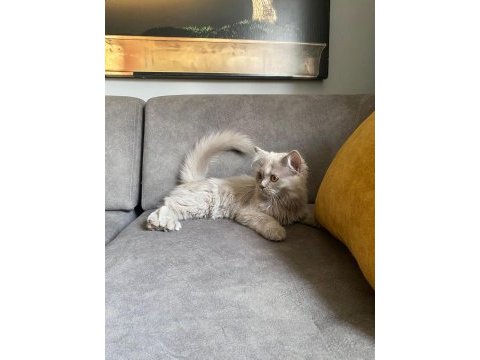 4 aylık british shorthair yavrumuz