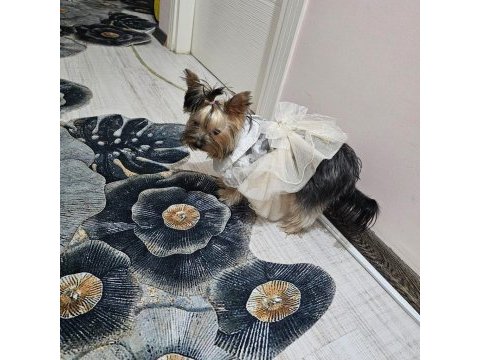 Dişi 8 aylık yorkshire terrier