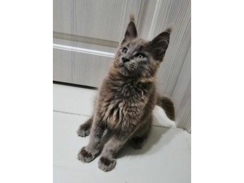 Safkan erkek maine coon yavrum