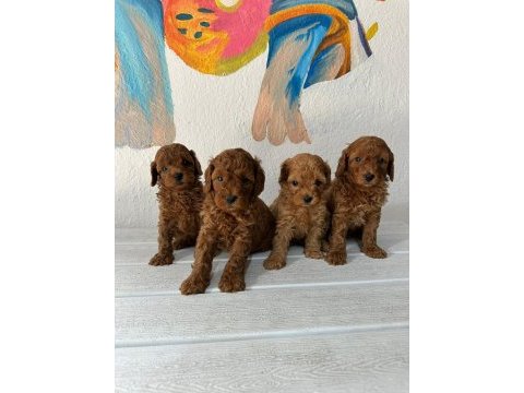 Seçkin poodle yavrular ziyarete açık