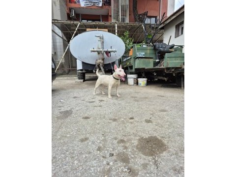 A class şecere dişi bull terrier