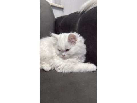 Uygun british longhair