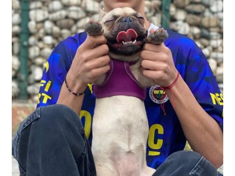 Dişi fransız bulldog