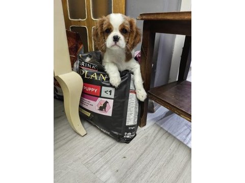 Emsalsiz cavalier king charles yavrularım ev ortamından