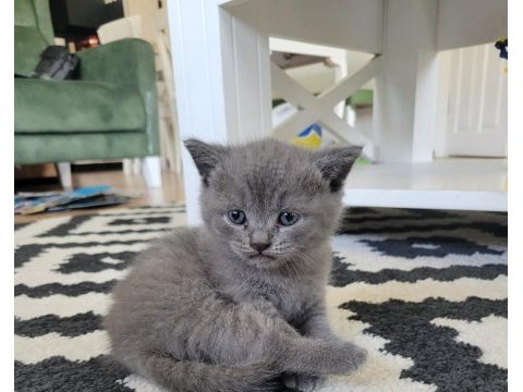 3 aylık british shorthair gri yavru