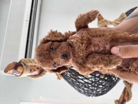 Safkan toy poodle 3 kg altı