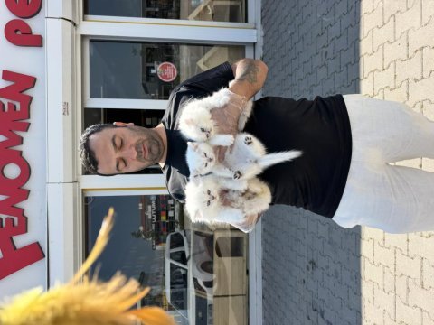 Kar beyaz brıtısh shorthaır yavrular ankara mağaza 