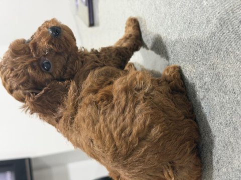 Kendim kızımın safkan poodle yavruları