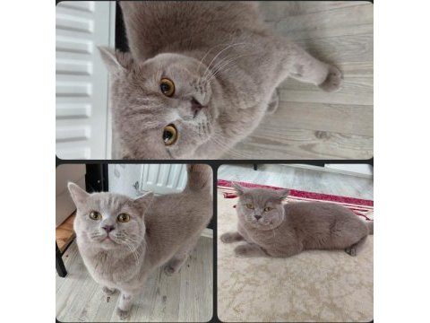 Ücretsiz british shorthair kedimiz