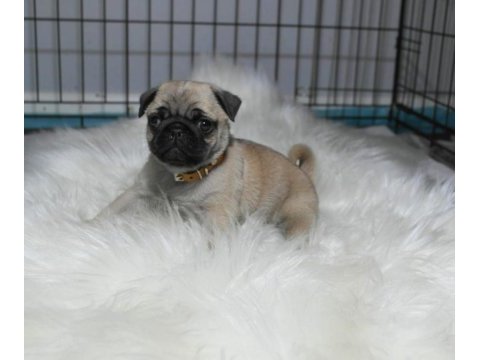 Pug mops yavrularımız a kalite