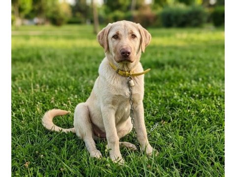 Hakiki labrador köpeğimiz satılık