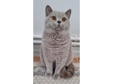 British shorthair sahibinden erkekler