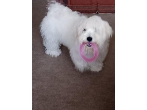 Orijinal maltese terrier